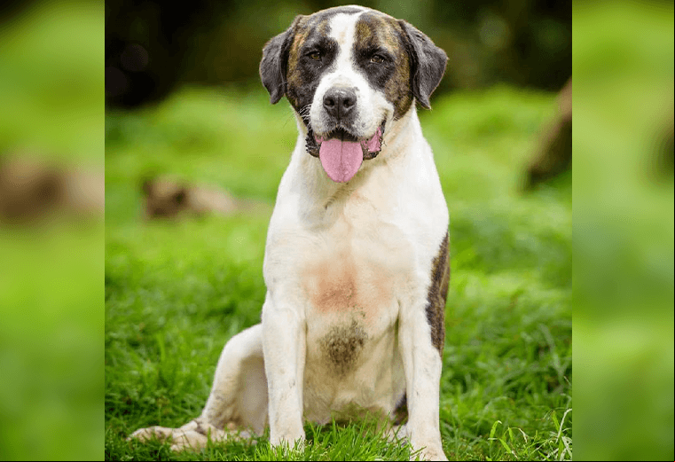 Adopte a un amigo fiel: ‘Bobby’